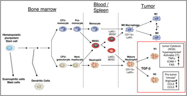 Polarization of tumor-associated neutrophils by TGF-beta