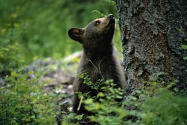 Natural Resources Defense council