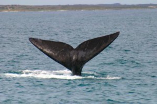 Ocean Arks international