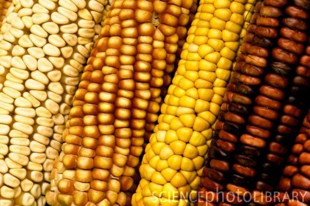 Latin America- Agriculture