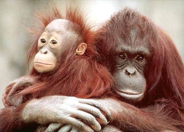 Surgimiento de los primates