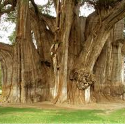 Timeline: Timber story By Kaitlin & Kayleigh