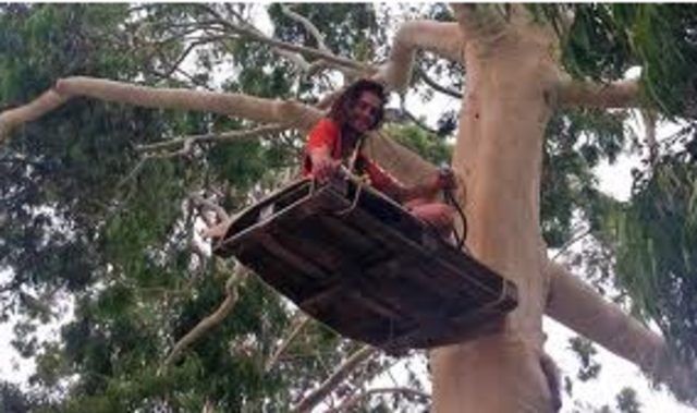 Protester in a tree