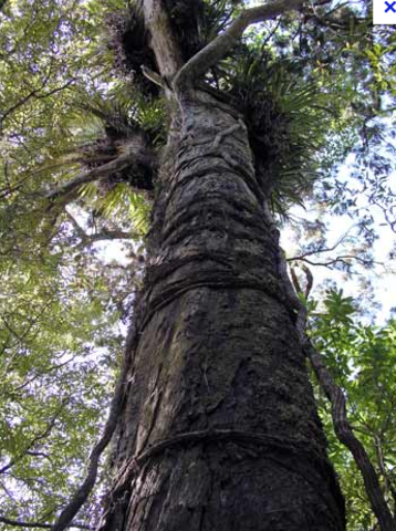 Rumu tree being logged