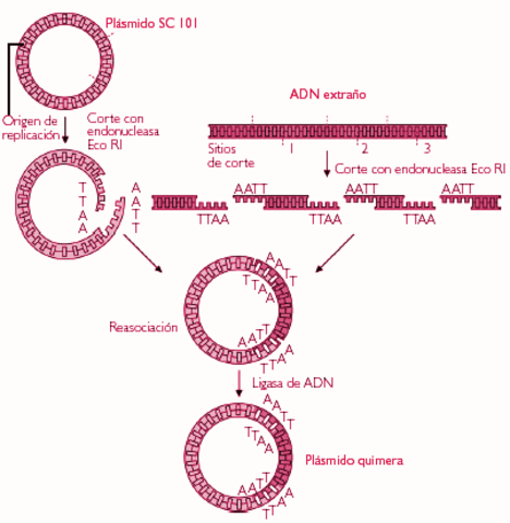 Ingeniería genética