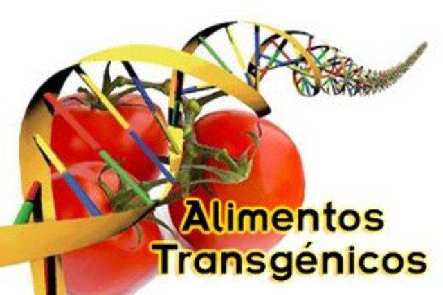 Alimento transgénico