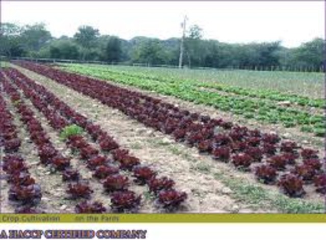 Crop Cultivation