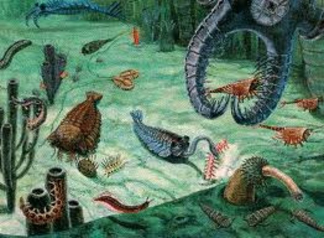 The Cambrian Period