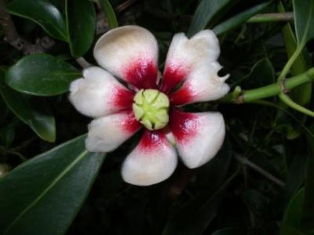 Flowering Plants Became Widespread