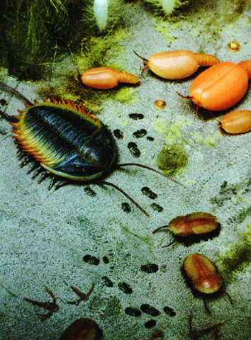 The beining of the cambrian