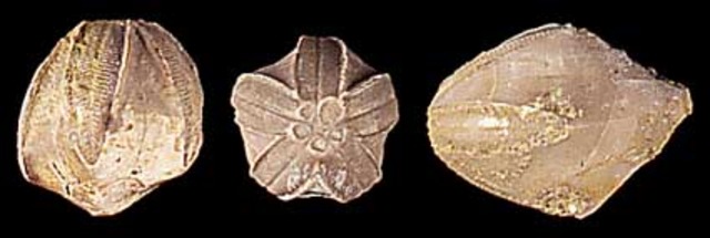 251.4 mya The Mesozoic Marine Revolution begins