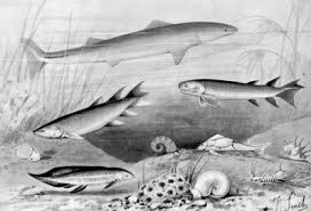 Ordovician Period (505 to 440 mya)