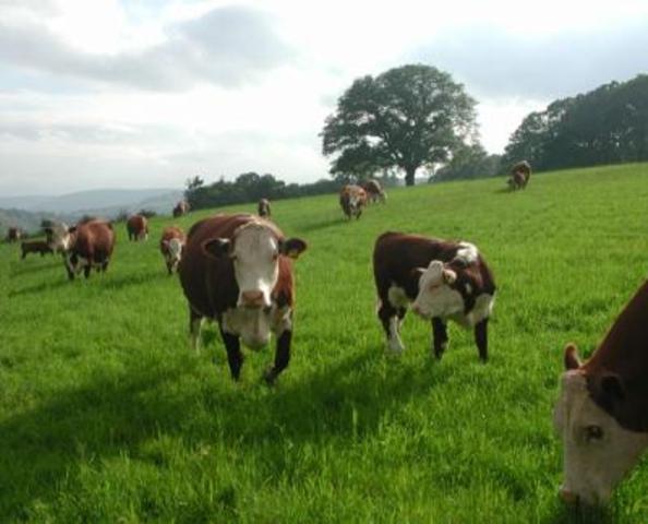 Rise of long-legged grazing animals.