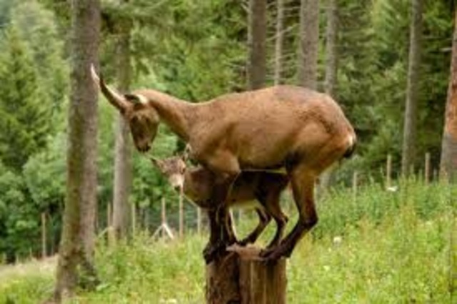 65 mya hoofed mammal