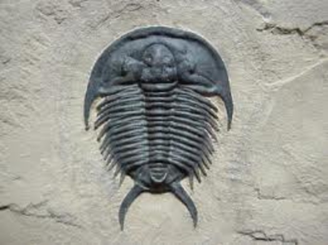 trilobites