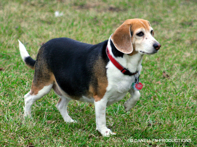 Domestication of animals.