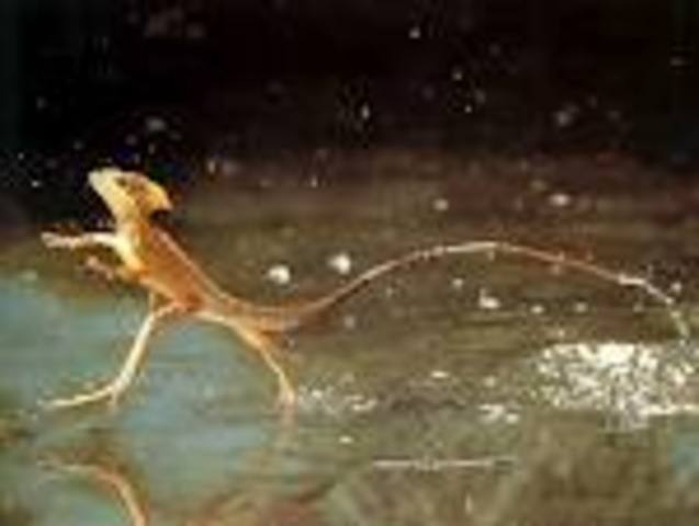 reptiles develop 206mya