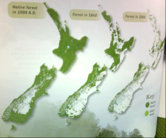The new zealands  native forests growth 1000,1840,2005