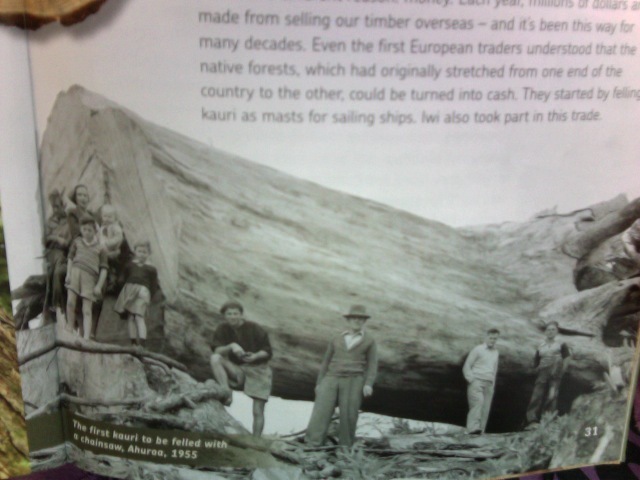 First kauri to get cut down in ahuroa and in 1955