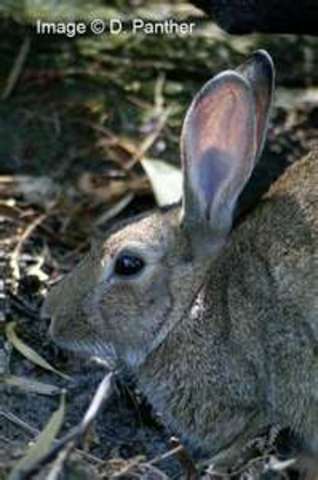 First domesticated rabbits
