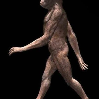 Timeline: la evolucion humana