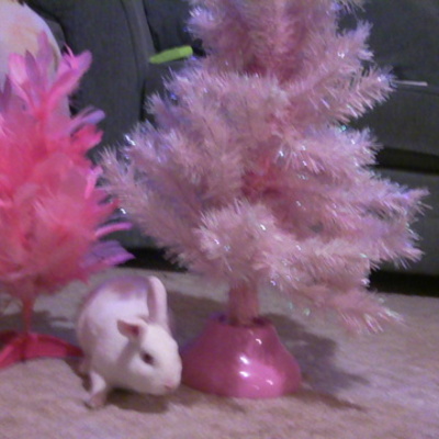 Timeline: The Amazing Mini Rex Timeline