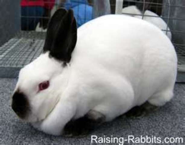 Rabbit tradgety in Britian