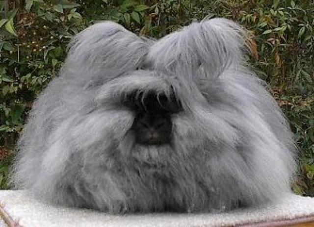 Angora astablished
