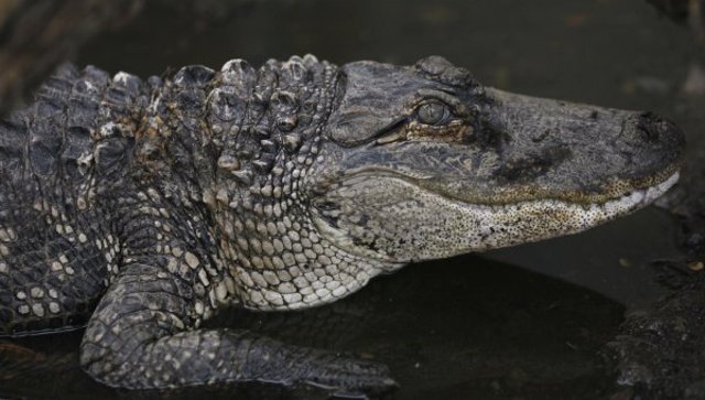 Death By Crocodile Consumption