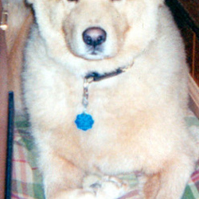 Timeline: My Life with Dogs