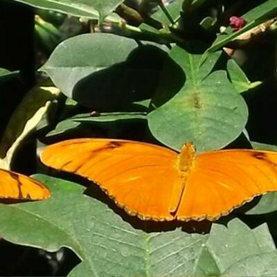 Timeline: Butterflies