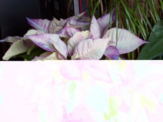 Grandparent's marriage