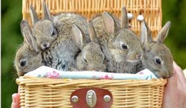 Rabbit calicivirus disease