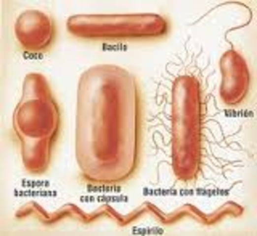 Organismos unicelulares                     HACE 3600 M.A
