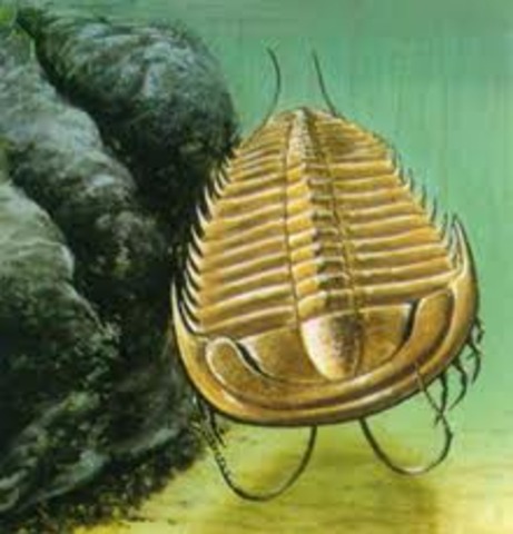 animales vertebrados e invertebrados      hace 300M.A