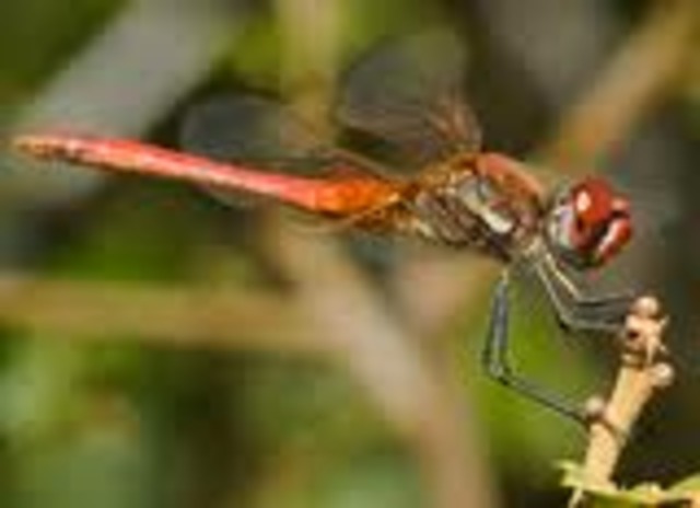 Época Carbonifera              hace unos 305 M.A