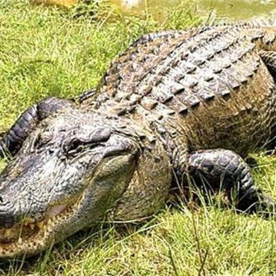 Timeline: Evolution of Alligators