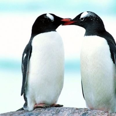 Timeline: Penguin Evolution