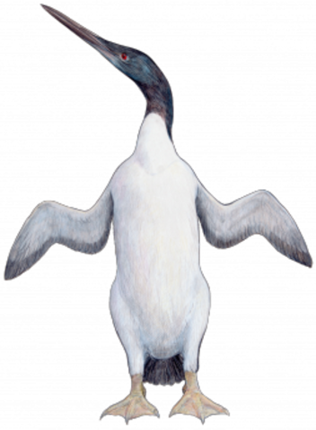 Waimanu manneringi - 62 mya