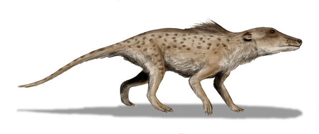 Pakicetus (depending on source, aka Pakicetid)