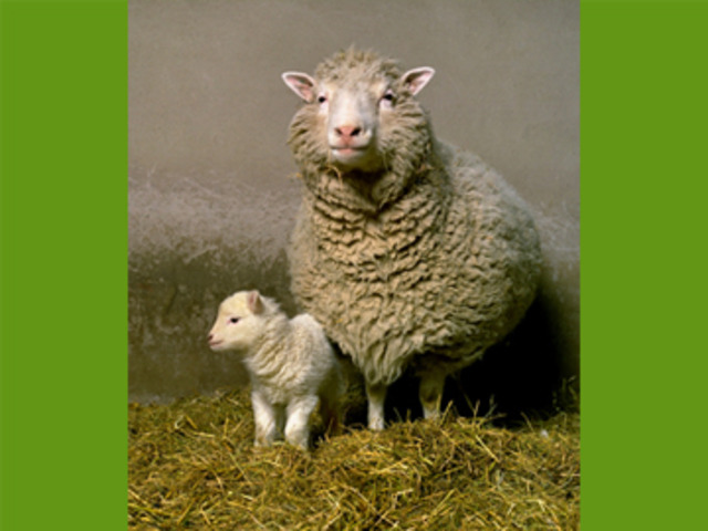 Dolly the sheep is cloned