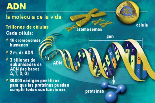 Los genes están en los cromosomas