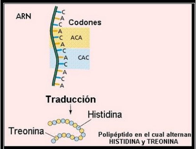 Los tripletes del ADN