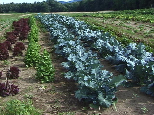 Resources-helena-oceania