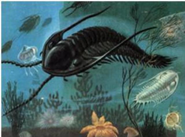 Los organismos se hacen mas complejos