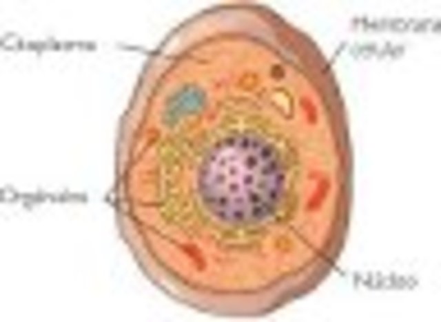 Núcleo células eucarióticas