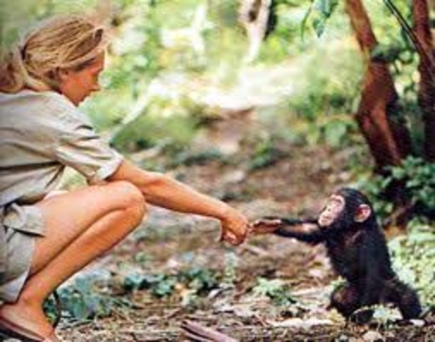 Jane Goodall Begins Studies in Gombe, Africa