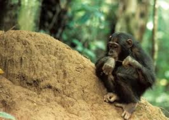 Jane begins to observe tool-making among the chimps.
