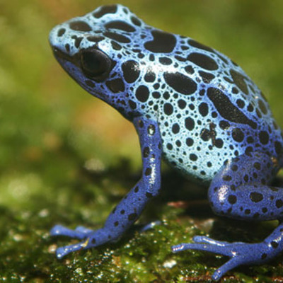 Timeline: Evolution of Amphibians