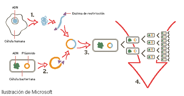 Mapa del genoma Humano